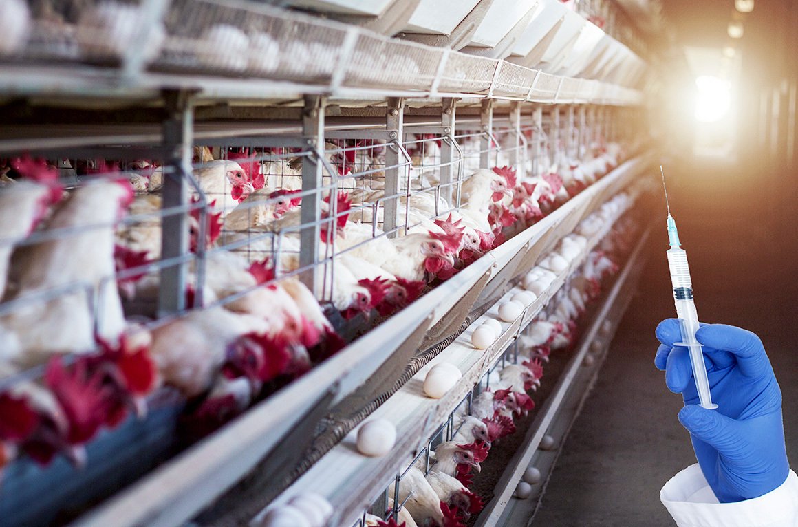 Гормоны для людей и животных